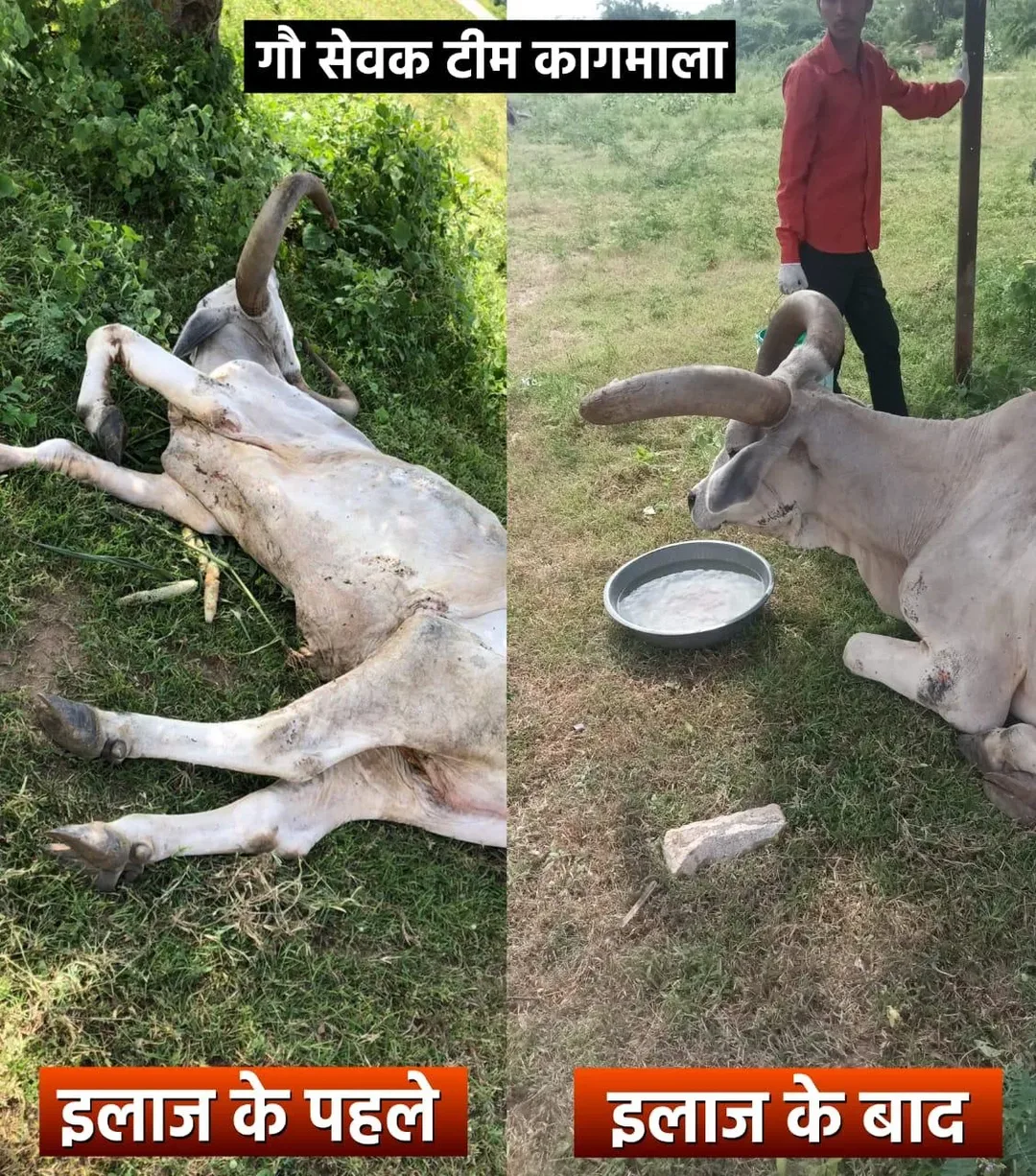 बिलड़ में शुरू हुआ लम्पी बिमारी का आइसोलेशन सेंन्टर, कागमाला सरपंच देवल ने किया शुभारंभ, प्रवासी दानदाताओं ने खुलकर की मदद – फोटो 3