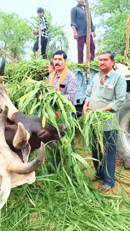 गोवंश को हरा चारा, गुड़ खिलाकर मनाया भाजपा प्रदेशाध्यक्ष राठौड़ का अवतरण दिवस