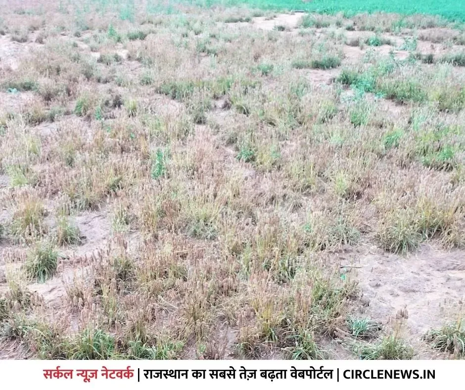 रानीवाड़ा में बरसी फिर से आफत, बचा हुआ जीरा और इसब हुआ तबाह, सरपंचों ने सीएम के नाम सौंपा ज्ञापन – फोटो 2