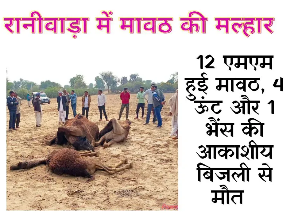 रानीवाड़ा में मावठ से तापमान गिरा, सुबह तक 12 एमएम हुई बरसात, आकाशीय बिजली गिरने से 4 ऊंट और एक भैंस की मौत