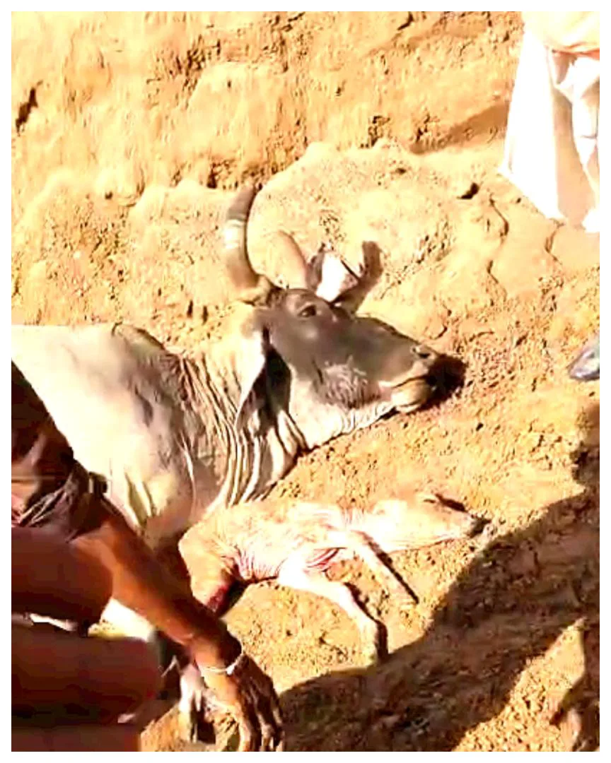 🔥 प्रशासनिक लापरवाही की हद! जालोर के तावीदर में 'दबंग' क्रेशर संचालकों का आतंक: 50 टन के दानव ट्रकों ने 'गोमाता' को कोख समेत कुचला!