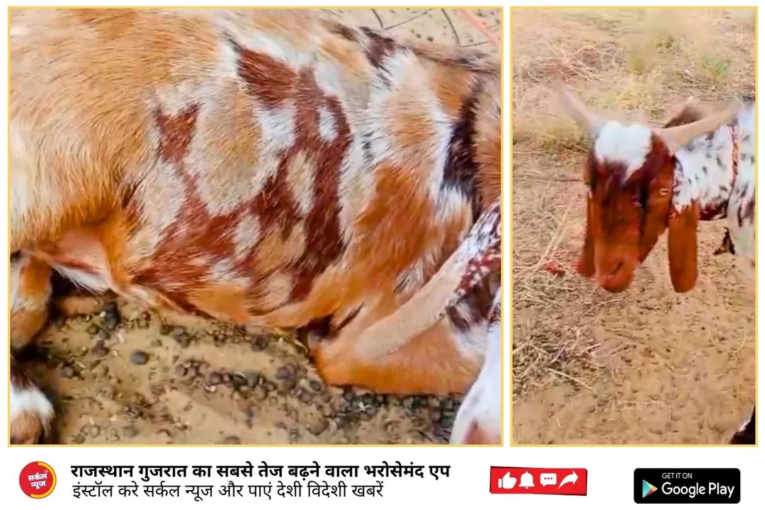 करड़ा गांव में ‘मालिक की मेहर’: दो बकरों पर उभरा ‘अल्लाह’ और ‘786’, कीमतें लाखों में पहुंचीं