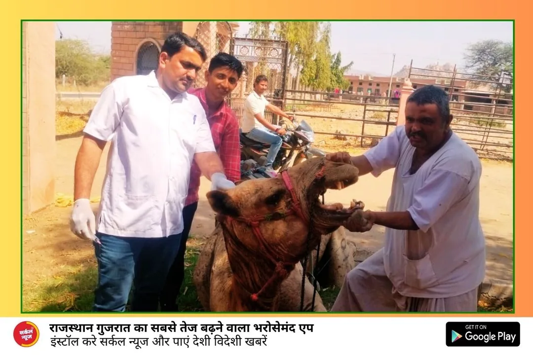 संघवी कंकुबाई गौशाला मालवाड़ा में नि:शुल्क पशु चिकित्सा शिविर में 1893 पशु पक्षियों का हुआ उपचार – फोटो 2