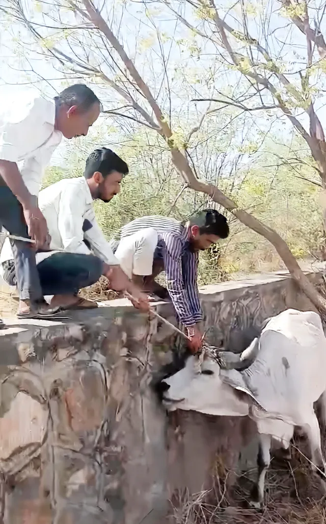 कोड़िटा में मानवता की जीत: गले में धंसी रस्सी से तड़पती गौमाता का सफल रेस्क्यू, खबर के 'इम्पैक्ट' से जागे देवदूत