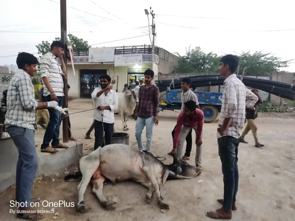 गौमाता पर आये संकट से निपटने में नाकाम रही राज्य सरकार - देवल