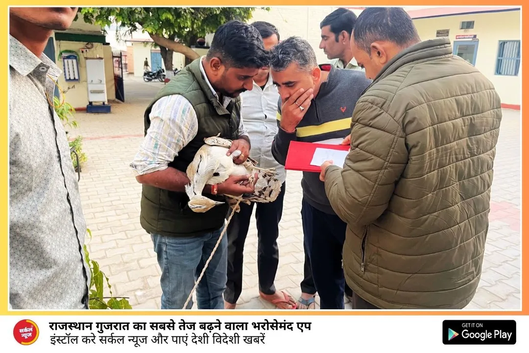 जालोर में आया विदेशी मेहमान, पैरों में लगा अबू धाबी का टैग, नाम है इसका तिलोर पक्षी – फोटो 3