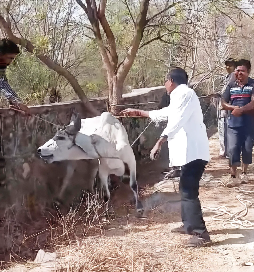 कोड़िटा में मानवता की जीत: गले में धंसी रस्सी से तड़पती गौमाता का सफल रेस्क्यू, खबर के 'इम्पैक्ट' से जागे देवदूत – फोटो 2