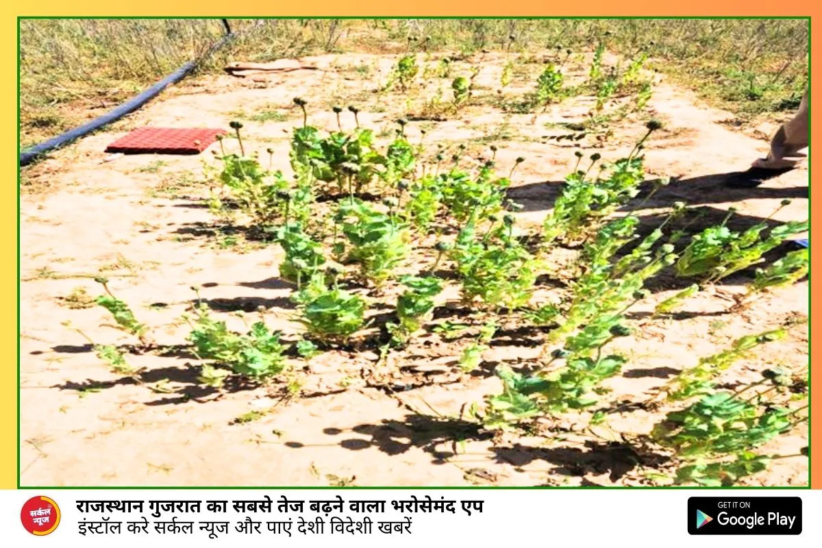 रणोदर में अफीम की खेती, 175 पल्पी पौधें जब्त, आरोपी एनडीपीएस एक्ट में है हरीसिंह फरार