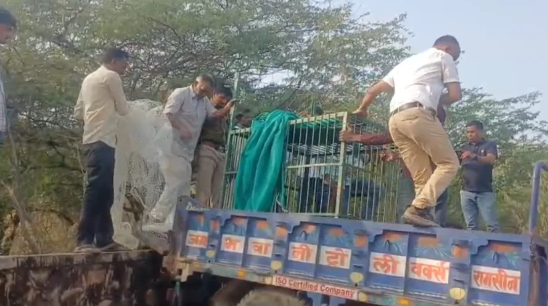 भालू का रेस्क्यू | जसवंतपुरा की पहाड़ियों में गूँजा 'प्रभुराम' का साहस | 2011 में बोया गया संरक्षण का बीज | अब बन रहा पर्यटकों की पहली पसंद!