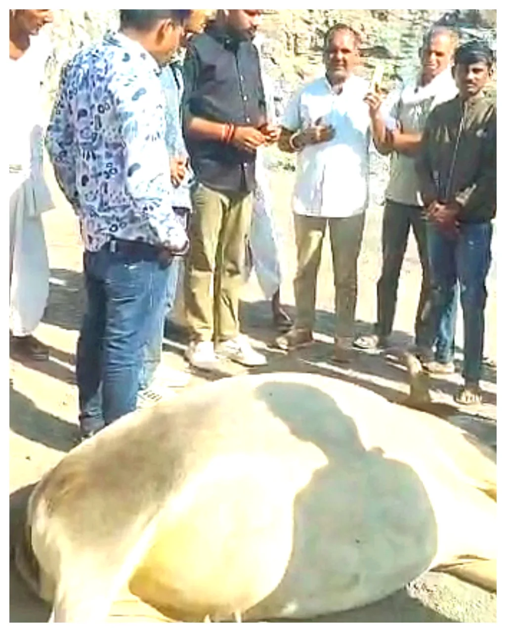 🔥 प्रशासनिक लापरवाही की हद! जालोर के तावीदर में 'दबंग' क्रेशर संचालकों का आतंक: 50 टन के दानव ट्रकों ने 'गोमाता' को कोख समेत कुचला! – फोटो 2