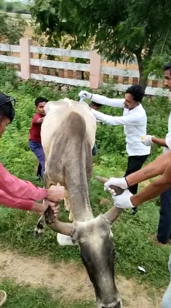 बिलड़ में शुरू हुआ लम्पी बिमारी का आइसोलेशन सेंन्टर, कागमाला सरपंच देवल ने किया शुभारंभ, प्रवासी दानदाताओं ने खुलकर की मदद – फोटो 2