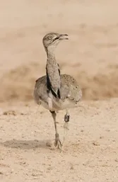जालोर में आया विदेशी मेहमान, पैरों में लगा अबू धाबी का टैग, नाम है इसका तिलोर पक्षी – फोटो 4
