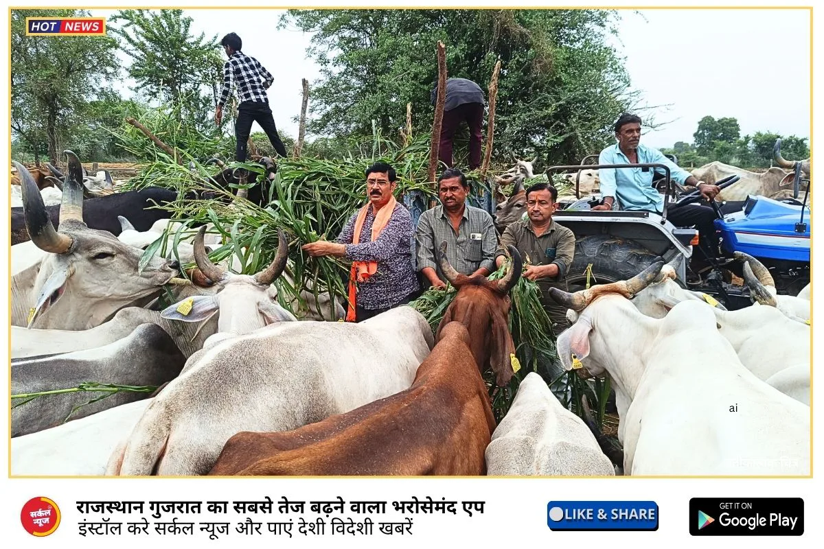 गोवंश को हरा चारा, गुड़ खिलाकर मनाया भाजपा प्रदेशाध्यक्ष राठौड़ का अवतरण दिवस