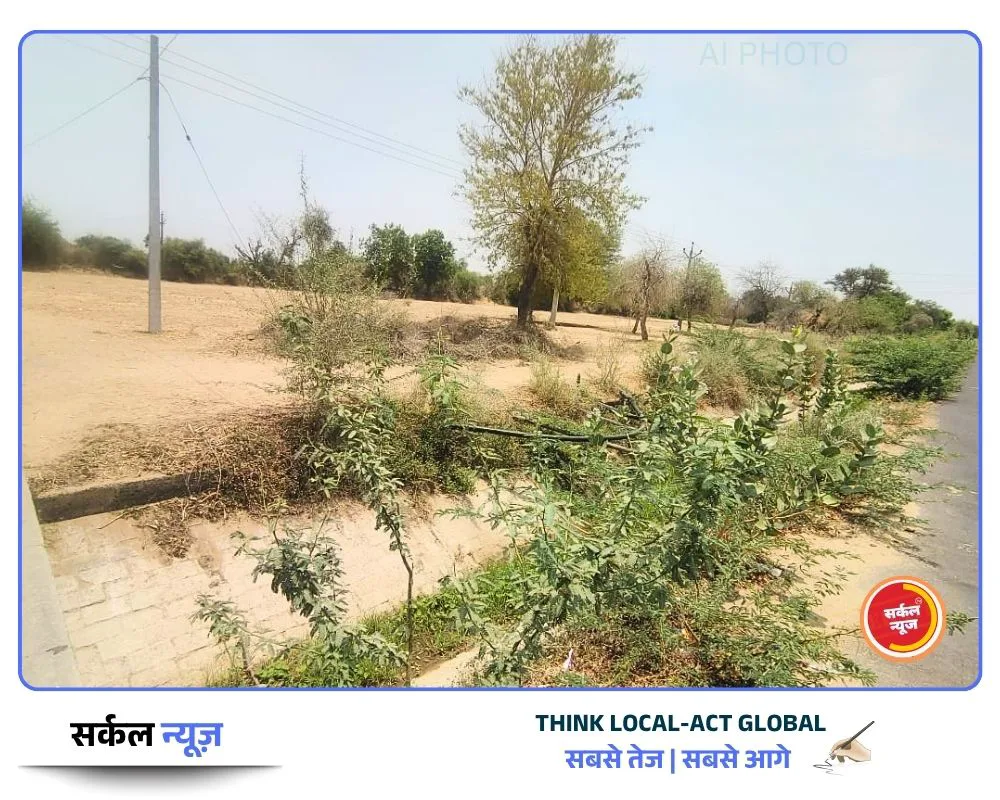 अन्नदाताओं के चेहरे खिले: रबी सीजन से पहले चमकेगी चितलवाना की हर नहर, सरपंच की 'भागीरथ' पहल से टूटेगा टेल का सूखा