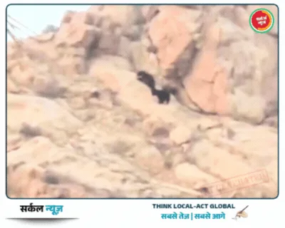 चांदूर गांव की घटना सबक; कोबरा की तर्ज पर भालू से दोस्ती... जसवंतपुरा अंचल में अब भालुओं के साथ ही सीखनी होगी 'सह-जिंदगी'! – फोटो 2