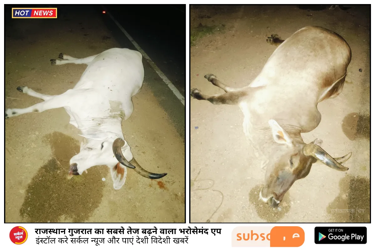 रानीवाड़ा: आलड़ी चौराहे के पास अज्ञात वाहन ने 8 गोवंश को कुचला, ग्रामीणों में आक्रोश