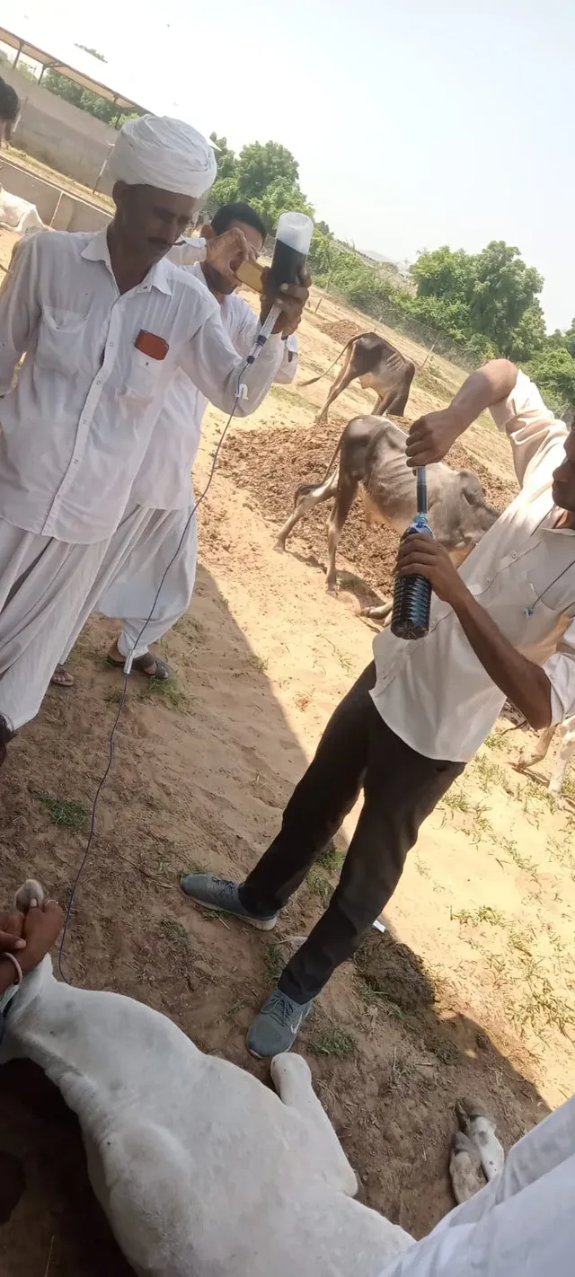 बिलड़ में शुरू हुआ लम्पी बिमारी का आइसोलेशन सेंन्टर, कागमाला सरपंच देवल ने किया शुभारंभ, प्रवासी दानदाताओं ने खुलकर की मदद