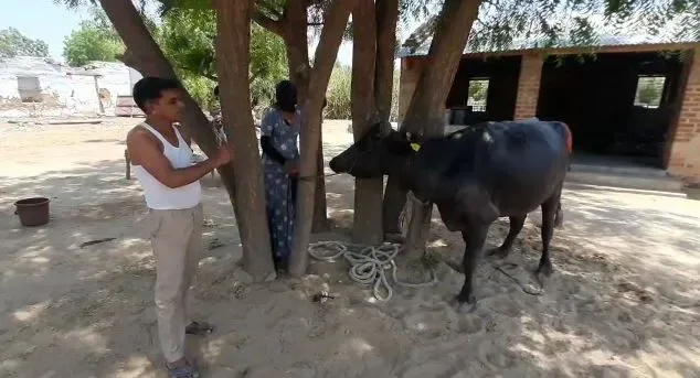 खातेदारी हक से वंचित भंवराराम को शिविर से मिली राहत, मुकेश की गाय का हुआ कठिन प्रसव – फोटो 4