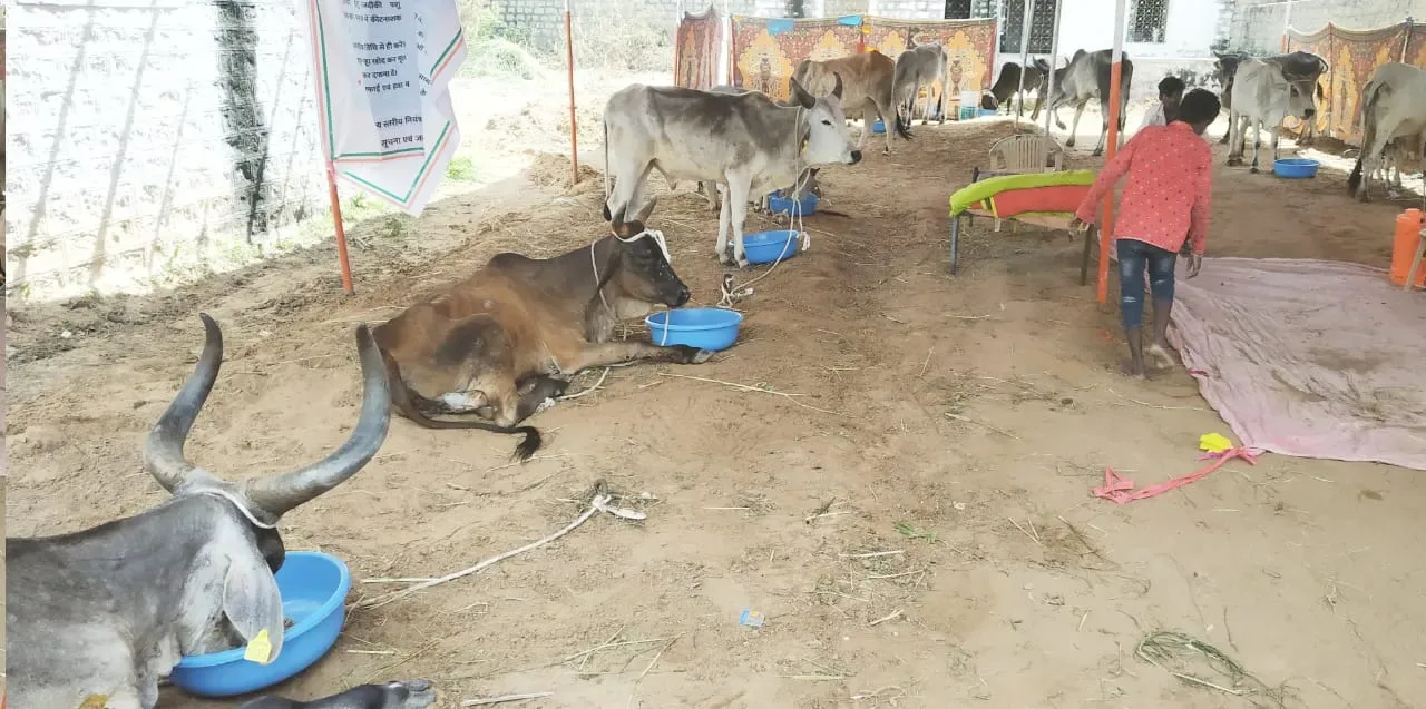 लम्पी स्कीन रोग से ग्रसित 32 गौवंशों को किया आईसोलेट, गौभक्तों ने संघवी कंकुबाई गौशाला का जताया आभार