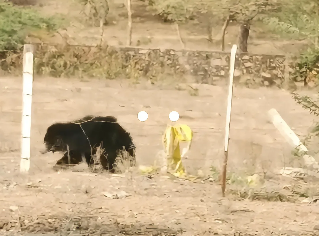 भालू का रेस्क्यू | जसवंतपुरा की पहाड़ियों में गूँजा 'प्रभुराम' का साहस | 2011 में बोया गया संरक्षण का बीज | अब बन रहा पर्यटकों की पहली पसंद! – फोटो 2