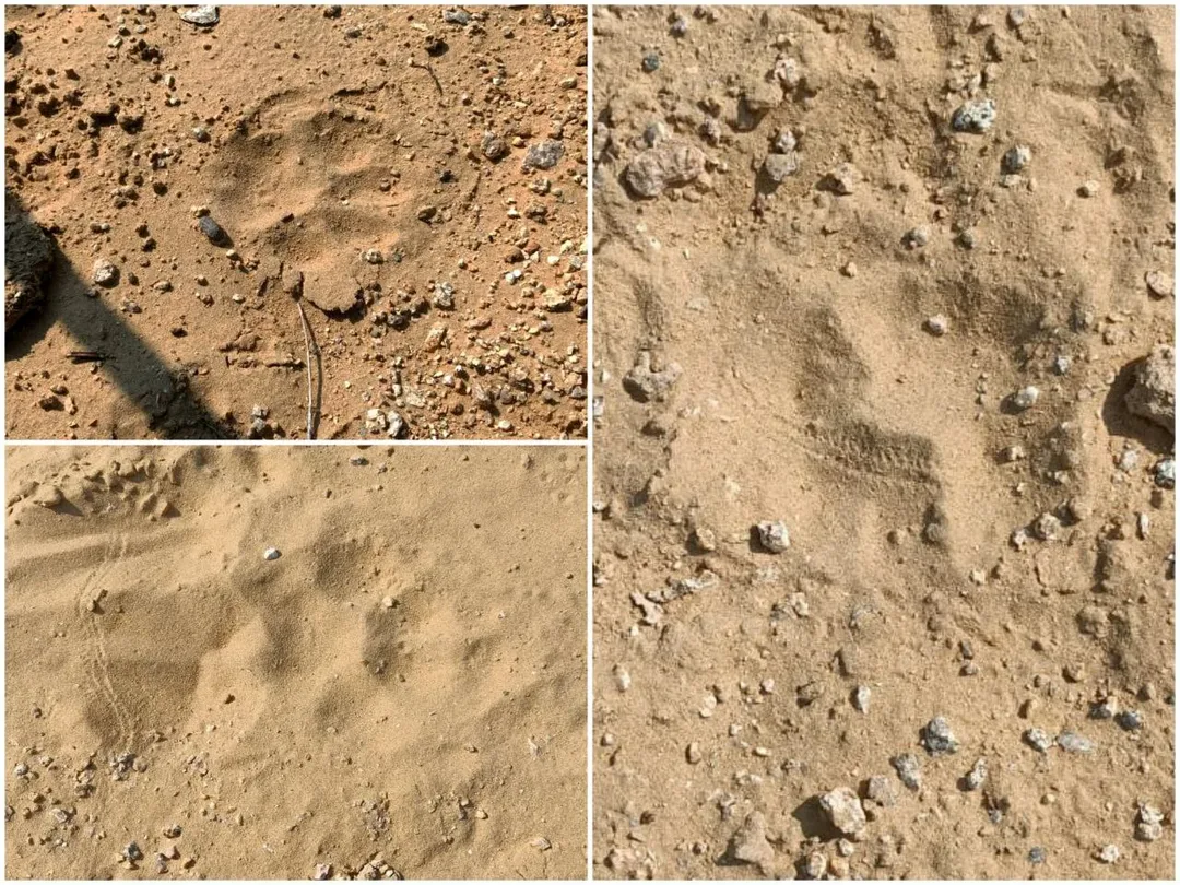 बोरतड़ा वन्य क्षेत्र में पैंथर की मूवमेंट, पगमार्क का हुआ सत्यापन, पैंथर है हैबिटेट जोन में, विभाग की पैंथर मूवमेंट पर नजर