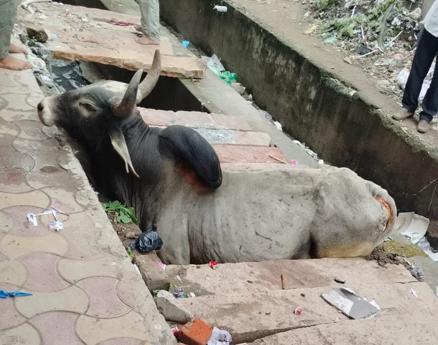 खुले नाले में गिरा गोवंश, प्रशासन के प्रति लोगों में आक्रोश