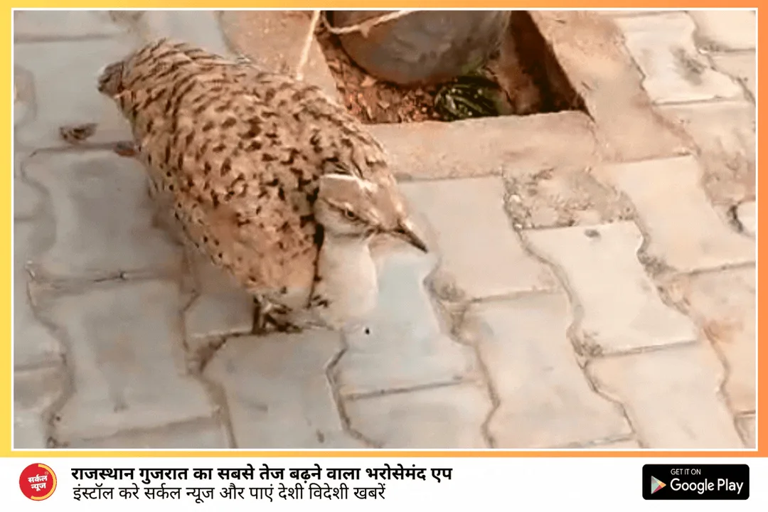जालोर में आया विदेशी मेहमान, पैरों में लगा अबू धाबी का टैग, नाम है इसका तिलोर पक्षी