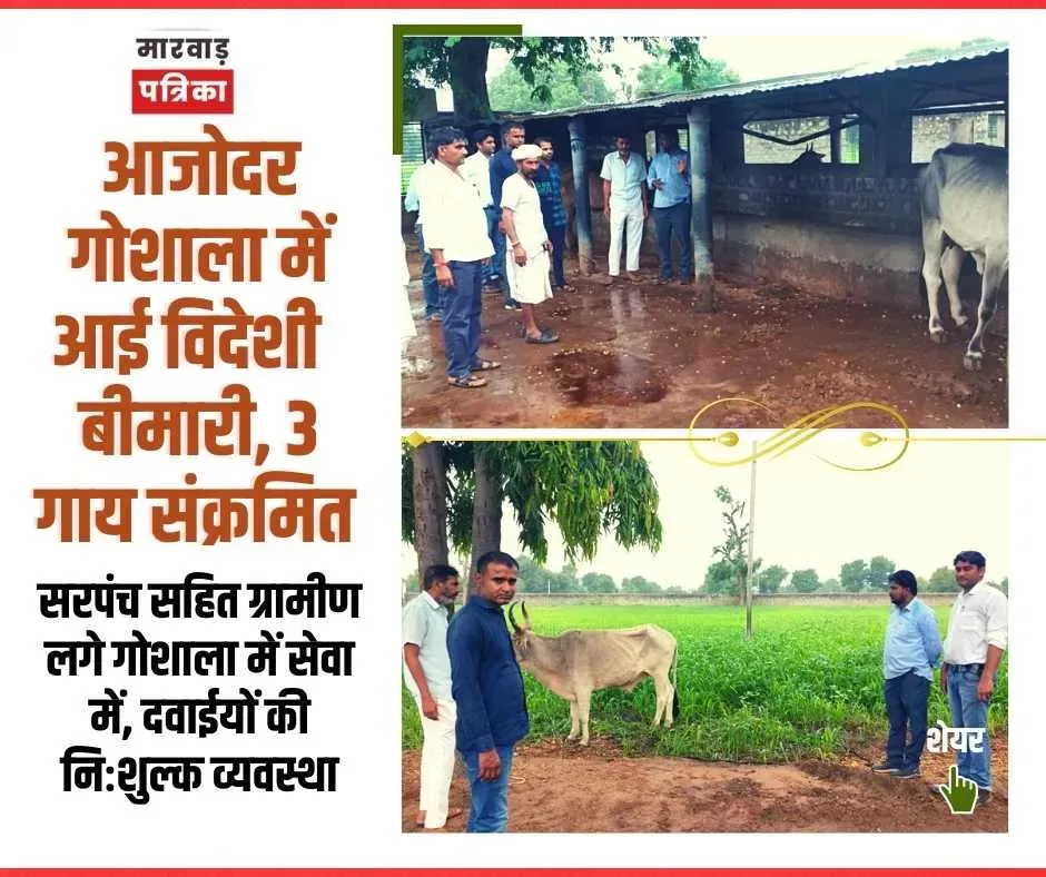 आजोदर गोशाला में तीन गोवंश लंपी के चपेट में आए, सरपंच सहित ग्रामीण लगे गोशाला में सेवा में, दवाईयों की निःशुल्क व्यवस्था, तेजी से हो रहा रिकवर